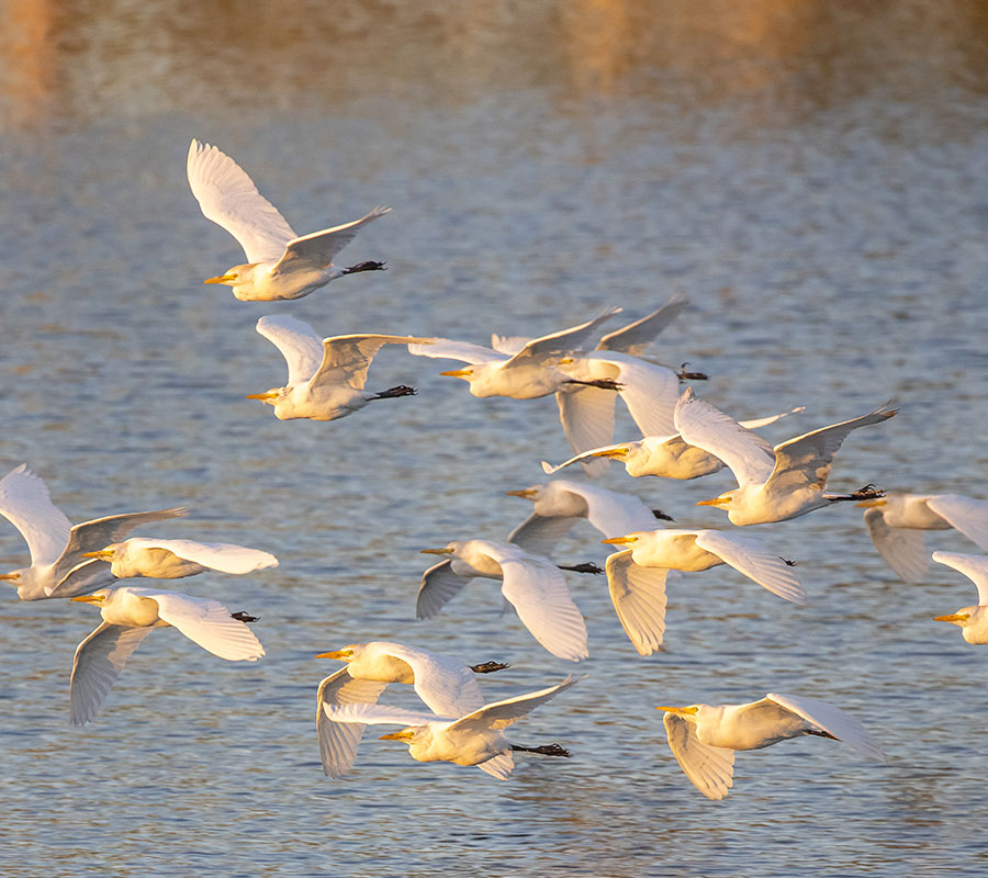 White Birds Flying Over Water FAQ Page | Berkshire Lakes Master Association Inc.