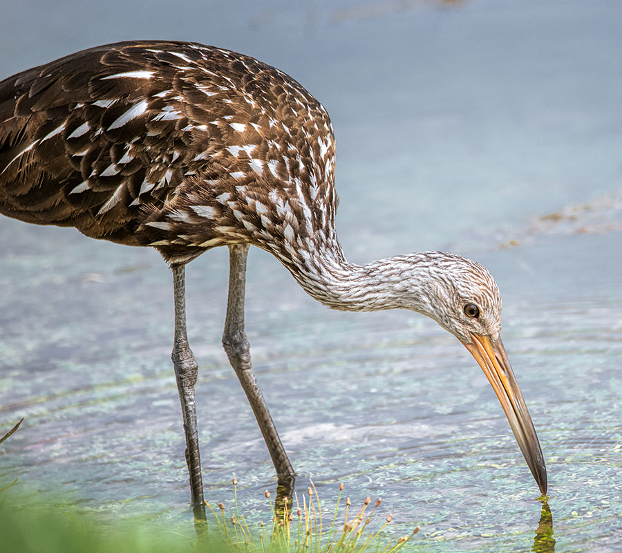 Heron Bird in Lake at Berkshire Lakes Master Association